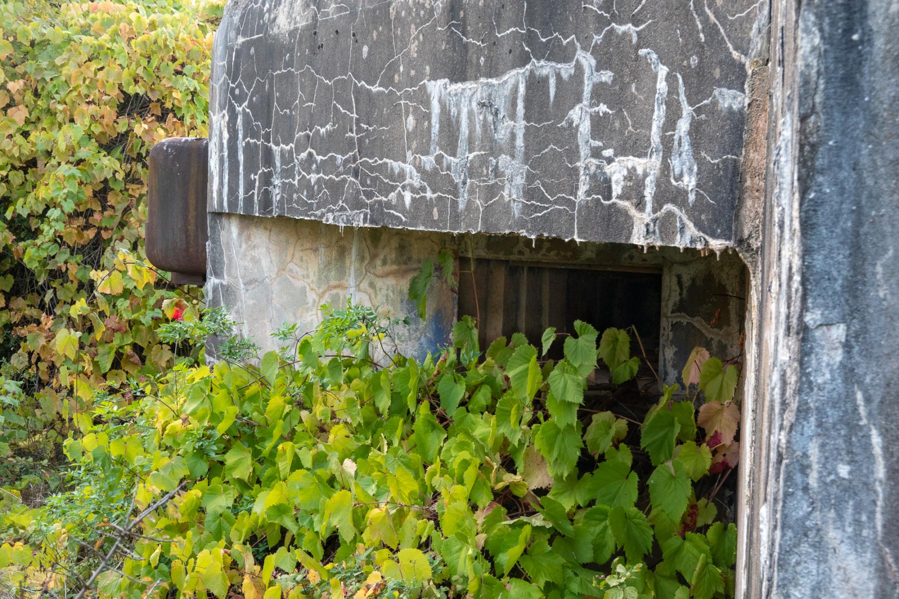 Ligne Maginot - COLMING - X33 - (Abri actif) - Chambre de tir envahie dans la végétation - Michel Teiten