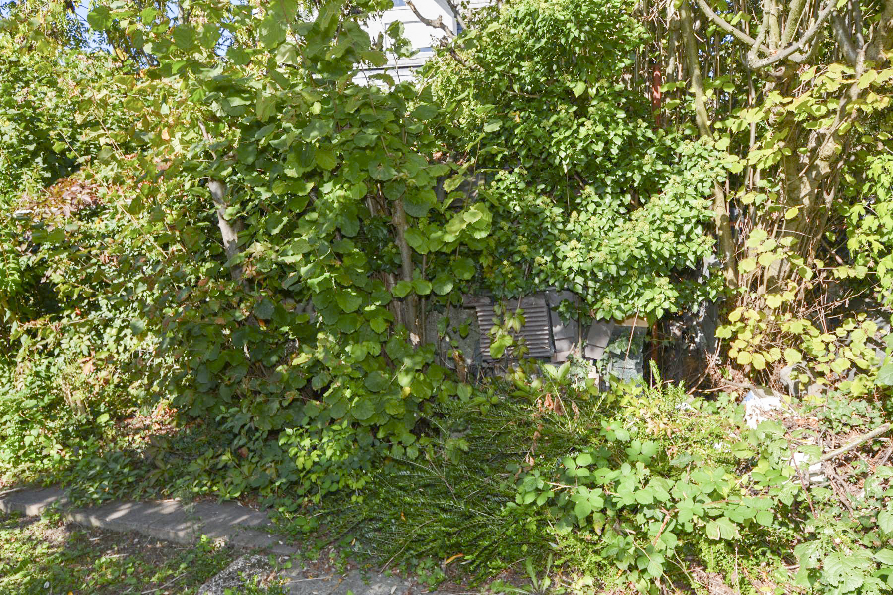Ligne Maginot - 49 - BUSSIERE OUEST 2 - (Blockhaus pour arme infanterie) - Le blockhaus disparait sous le lierre et la végétation - Pascal Lambert