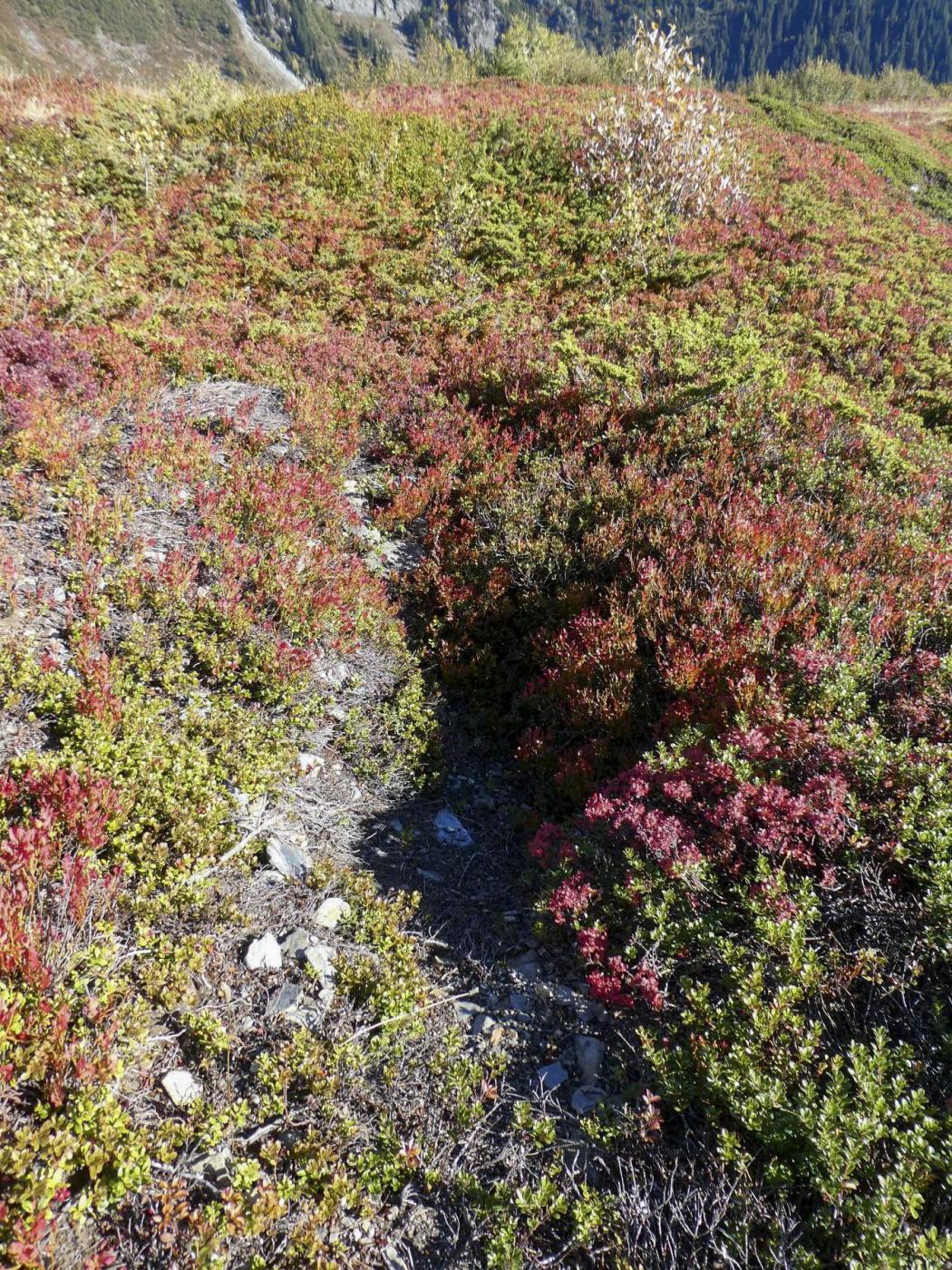 Ligne Maginot - LES EUCHERTS - (Blockhaus pour arme infanterie) -  - ELLENA Daniel - CUNY Philippe