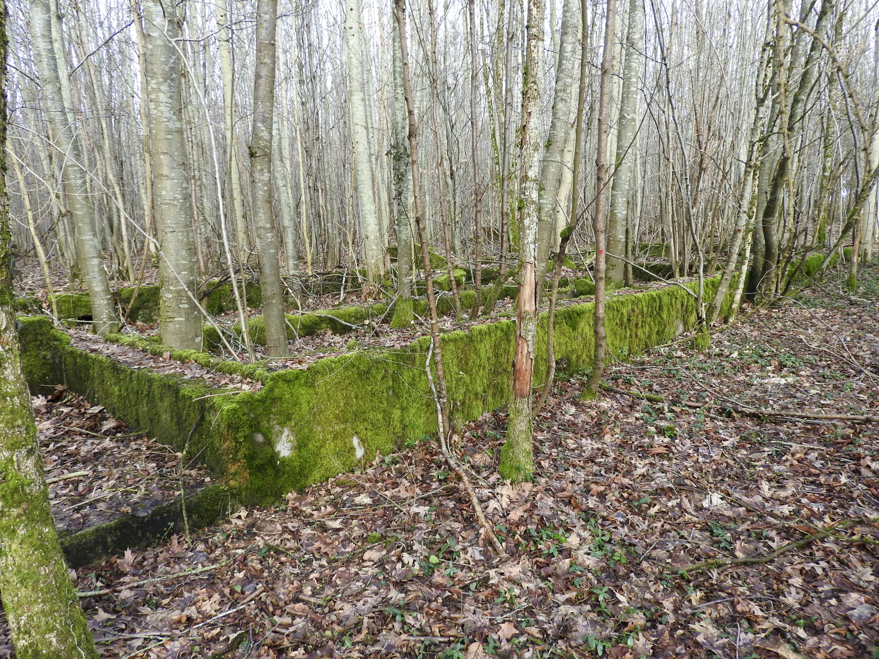 Ligne Maginot - GROS BOIS - (Casernement) - Les fondations du casernement. - STENGER Mathieu