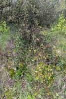 Ligne Maginot - A12 - (Abri) - Le tranchée qui mène vers l'abri
La vegetation est très dense