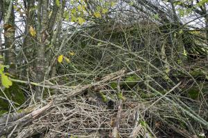 Ligne Maginot - BOIS DE KERFENT NORD 1 - (Blockhaus pour arme infanterie) - Le blockhaus est bien caché