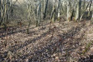 Ligne Maginot - ROUTE DU LUXEMBOURG - O10 - (Observatoire d'artillerie) - Réseau de barbelés autour de l'observatoire