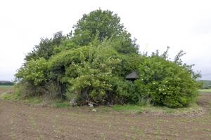 Ligne Maginot - B542 - FERME DE LA TOUR - (Blockhaus pour canon) - Bien camouflé