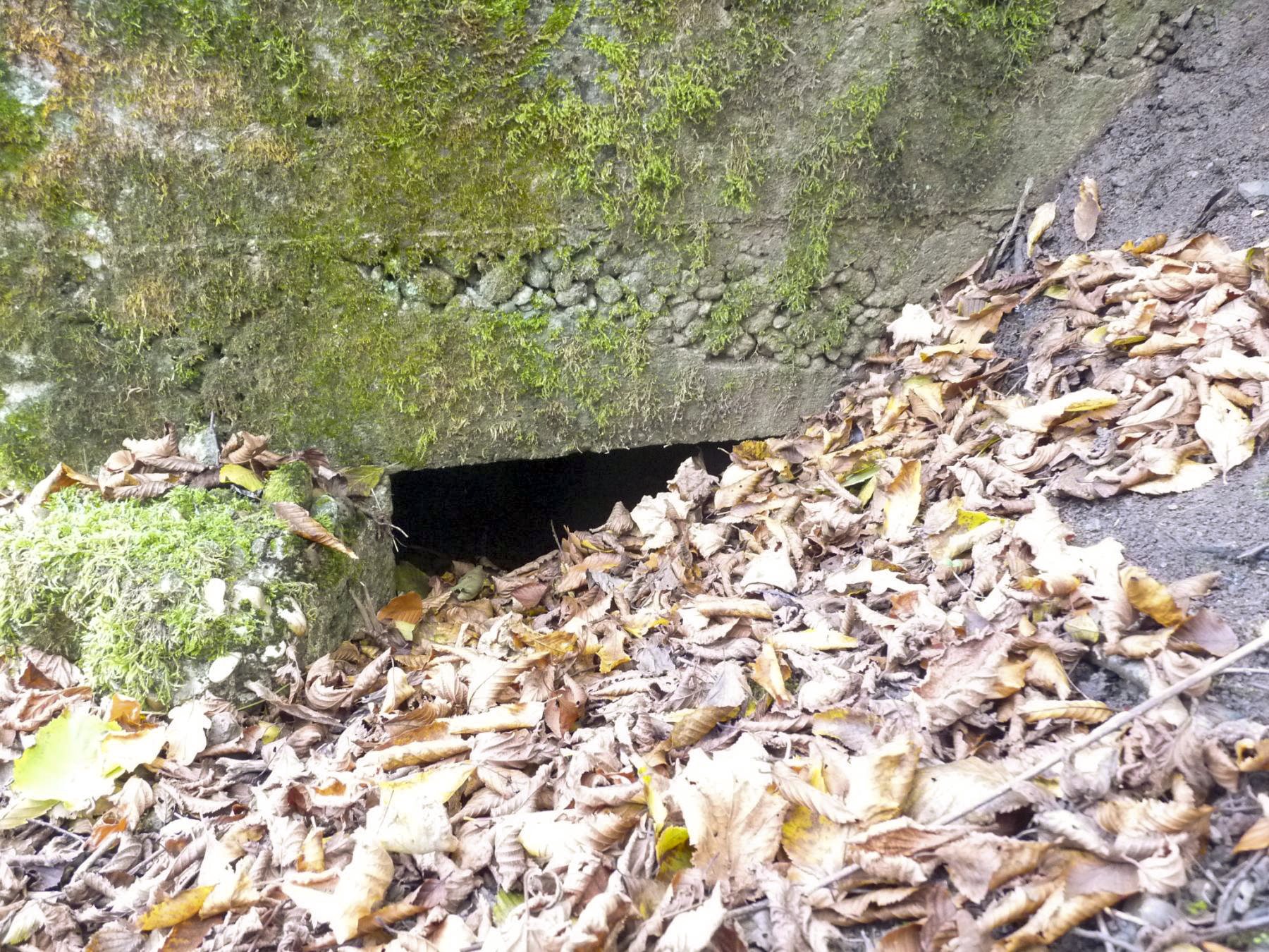 Ligne Maginot - HESTROFF NORD 6 - (Blockhaus pour canon) - Enfin trouvé l'entrée ! - Sylvie Laure LAMBERT