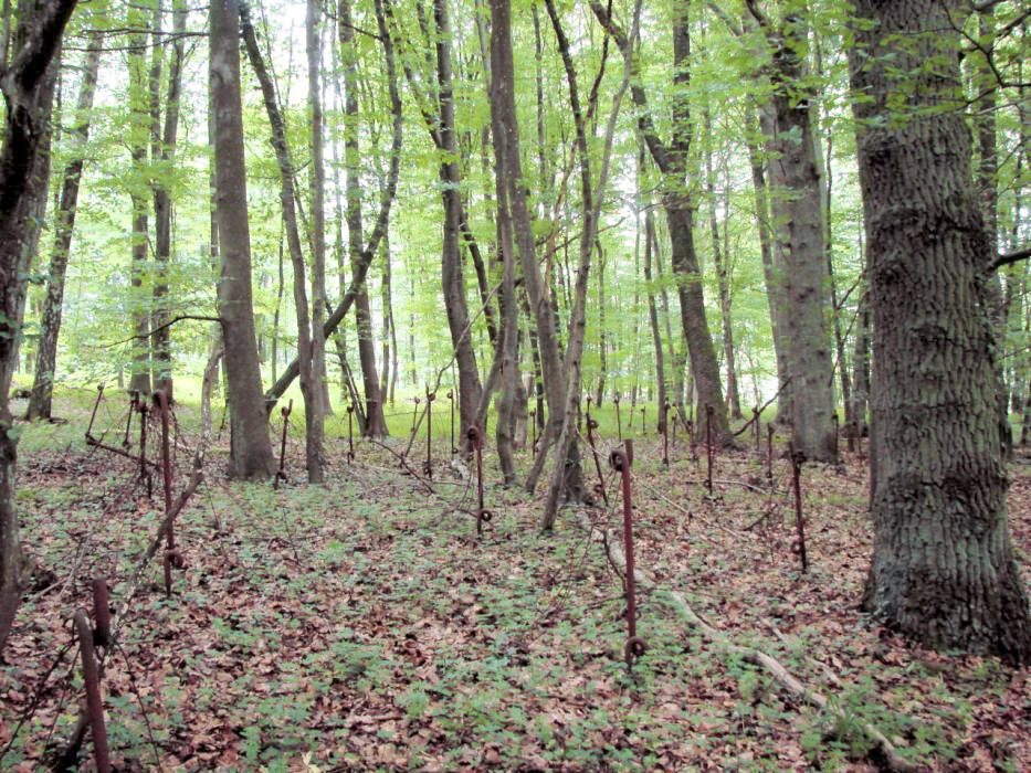 Ligne Maginot - BOIS DE KLANG - X24 (QUARTIER KLANG - III/164° RIF) - (Abri) - Réseau antipersonnel