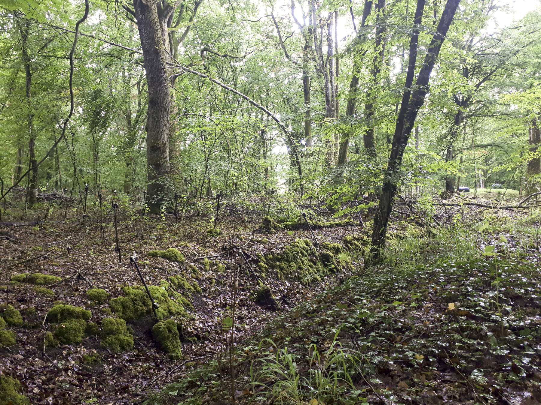 Ligne Maginot - HUBERBUSCH NORD  - C58 - (Casemate d'infanterie) - Tranchée et réseau barbelés - Gregory Fuchs