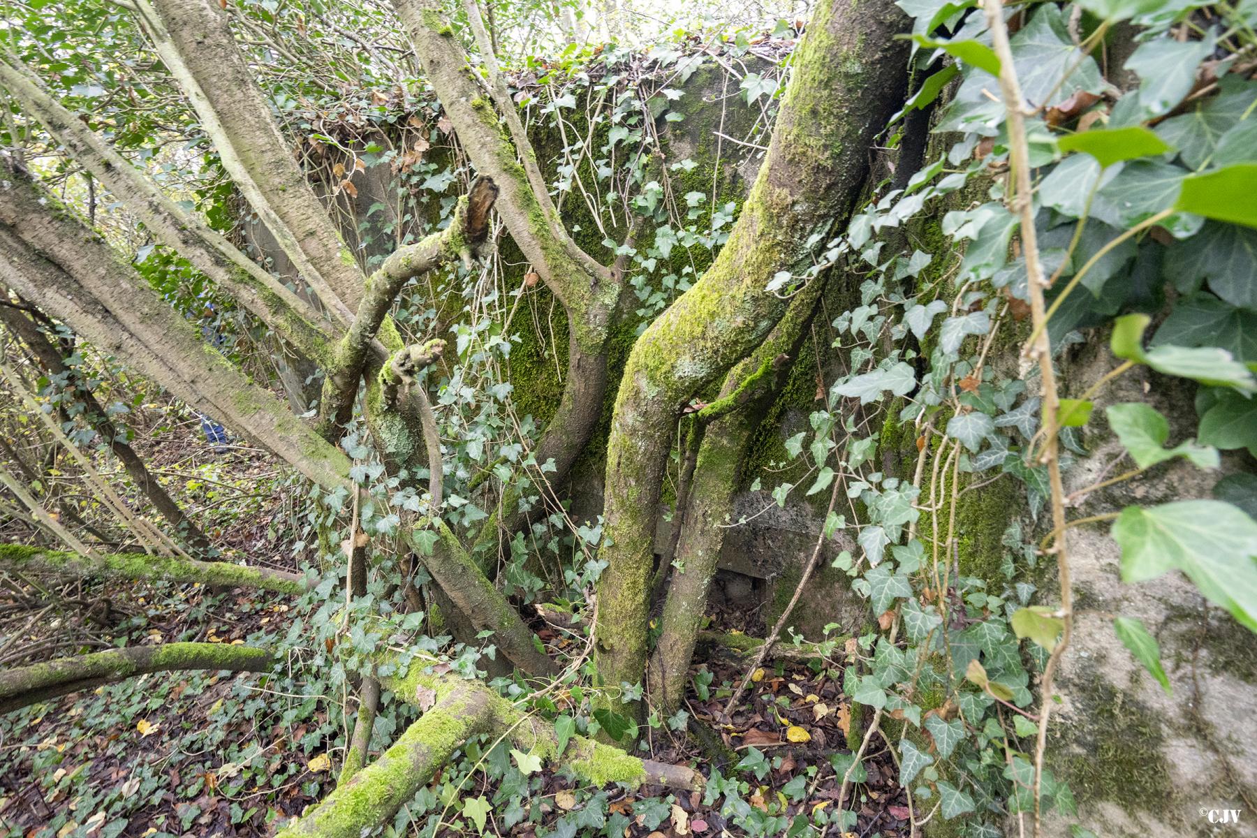 Ligne Maginot - BB311 - (Blockhaus pour arme infanterie) - Le créneau est caché derrière l'arbre - Lia VERMEULEN