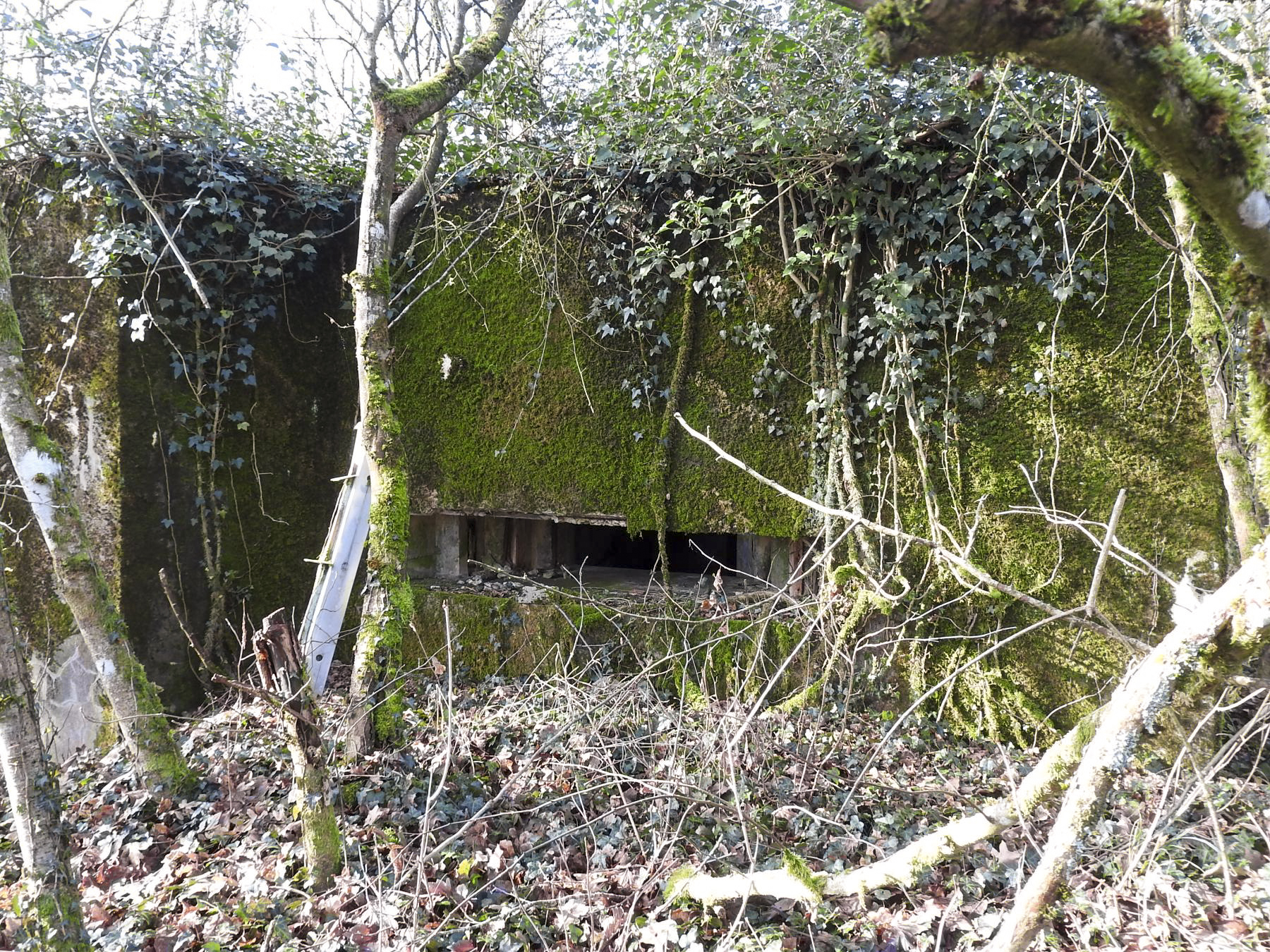Ligne Maginot - AB32-D - LANDERT SUD - (Blockhaus pour canon) - La façade de tir.