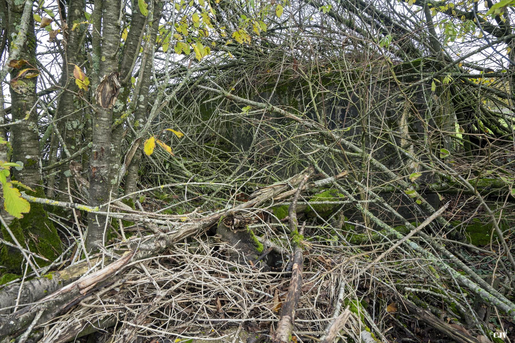 Ligne Maginot - BOIS DE KERFENT NORD 1 - (Blockhaus pour arme infanterie) - Le blockhaus est bien caché - Lia VERMEULEN