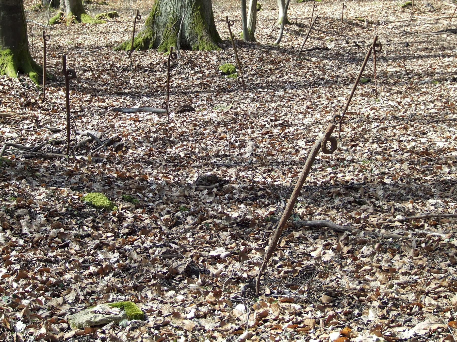 Ligne Maginot - BOIS DE LAUDREFANG SUD - C77 - (Casemate d'infanterie - Simple) - Le réseau bas anti-personnel autour de la casemate 