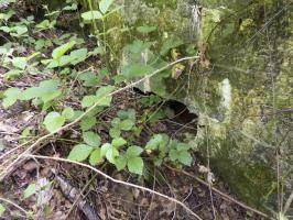 Ligne Maginot - BB35 - MOULIN DE REVIN - (Blockhaus pour arme infanterie) - 