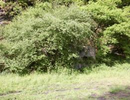 Ligne Maginot - BB38-A - LES ECUMONTS - (Blockhaus pour arme infanterie) - La nature reprend ses droits