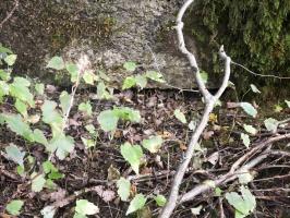 Ligne Maginot - BB68 - CHATEAU DE LA PIERRONNERIE - (Blockhaus pour arme infanterie) - 