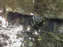 Ligne Maginot - BB71-E - CHAMPEAUX SUD - (Blockhaus pour canon) - 