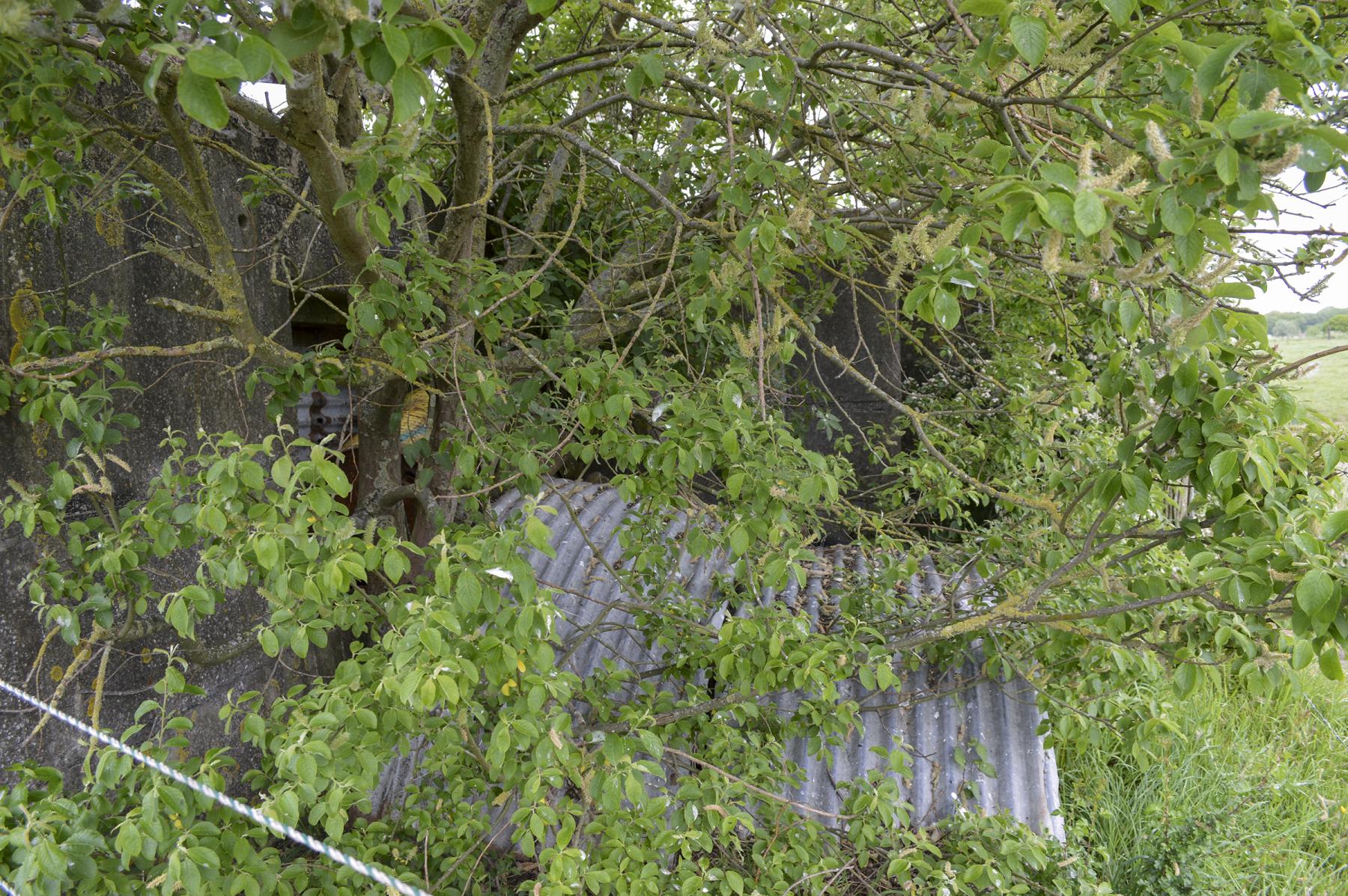 Ligne Maginot - BEF 349 - BOIS DES TOURELLES - (Blockhaus pour canon) - Le créneau est caché derrière l'arbre - ukmaginot