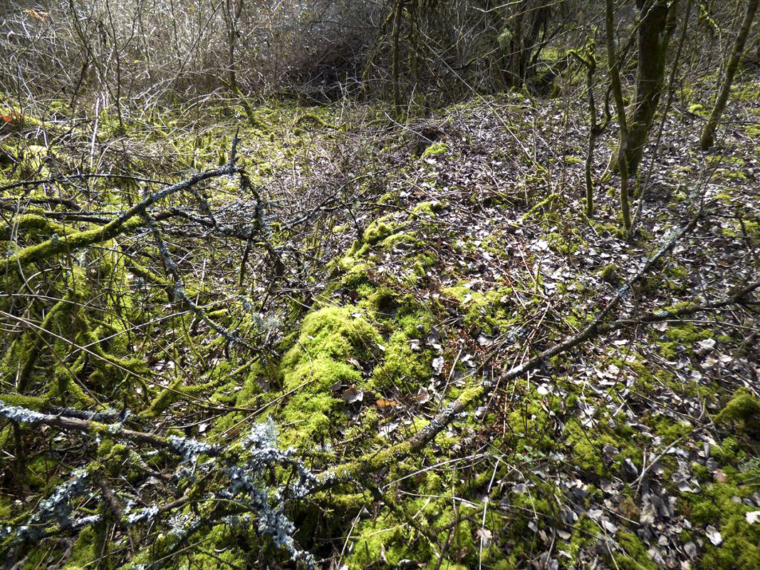 Ligne Maginot - BB13 - LA MERIVIERE - (Blockhaus pour arme infanterie) - Un habitant d'Aubrives m'avait conduit à l'emplacement du blockhaus et n'a pu le retrouver.
Après plusieurs recherches de Bb13 j'ai, à son emplacement connu par les photos aériennes anciennes, remarqué un endroit où le sol s'était affaissé de manière rectiligne sur plusieurs mètres. Le blockhaus est présent mais recouvert totalement de terre et donc invisible. - JMBrams