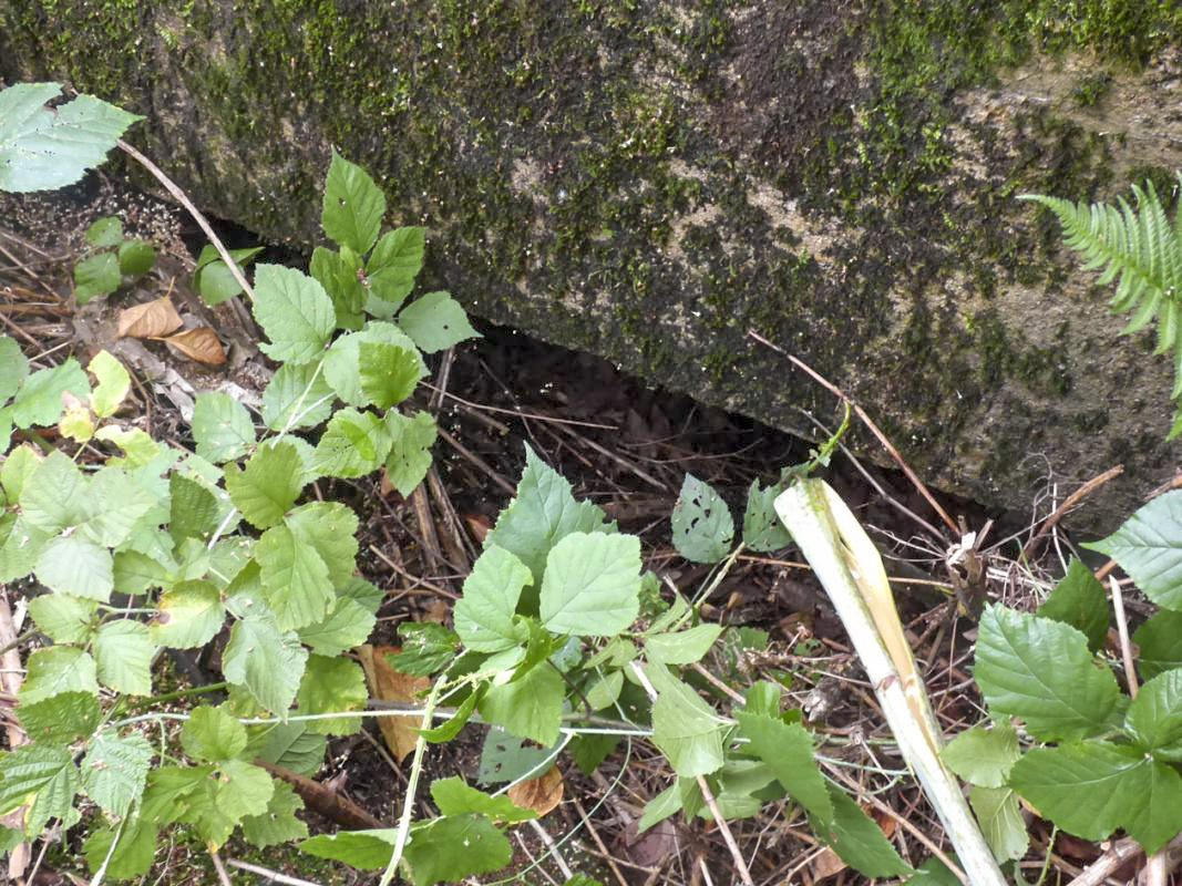 Ligne Maginot - BB53 - LA CARBONNIERE NORD - (Blockhaus pour canon) - Entrée. - JMBrams