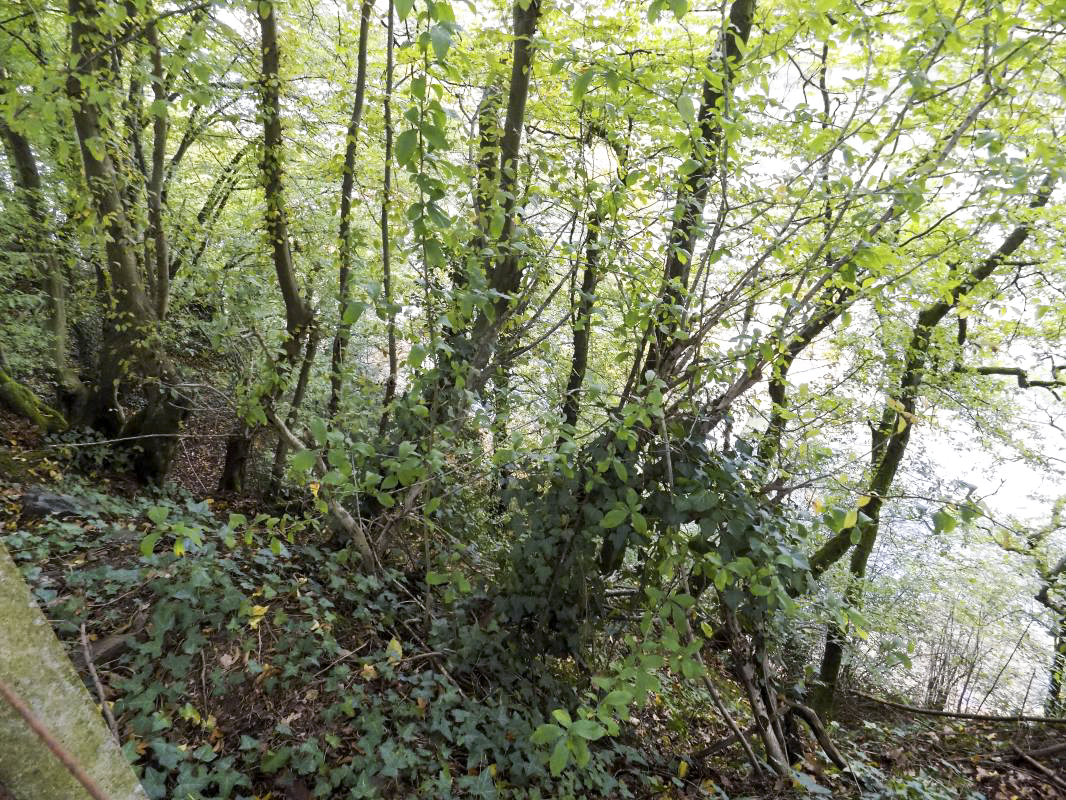 Ligne Maginot - BB56B - PONT DE MONTHERME SUD - (Blockhaus de type indéterminé) - Vers le nord, nord-est et l'est, le bloc était protégé par un petit falaise