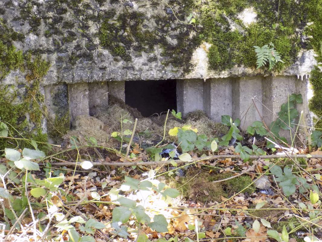 Ligne Maginot - BB59-C - BOIS DE L'HERMITAGE SUD - (Blockhaus pour arme infanterie) - Face droite, créneau droit