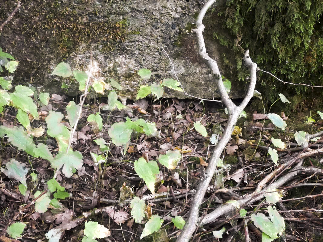 Ligne Maginot - BB68 - CHATEAU DE LA PIERRONNERIE - (Blockhaus pour arme infanterie) -  - JMBrams