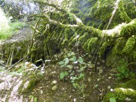 Ligne Maginot - U - BOIS SELLIER - (Blockhaus pour canon) - Vue rapprochée 