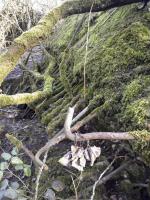 Ligne Maginot - U - BOIS SELLIER - (Blockhaus pour canon) - Fragment subsistant (flanc droit).