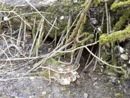 Ligne Maginot - U - BOIS SELLIER - (Blockhaus pour canon) -  Fragment subsistant (flanc Est).