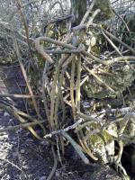 Ligne Maginot - U - BOIS SELLIER - (Blockhaus pour canon) - Enchevêtrement de fers à béton (à gauche de l'entrée supposée).
