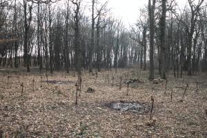 Ligne Maginot - BAMBESCH - A35 - (Ouvrage d'infanterie) - Réseau de barbelés devant bloc 3