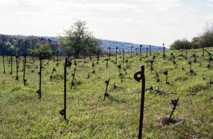 Ligne Maginot - EINSELING SUD - C73 - (Casemate d'infanterie - Simple) - Réseau de barbelés