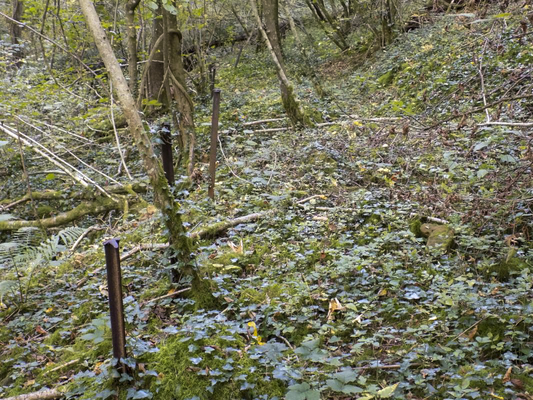 Ligne Maginot - 28A - RIMONNEAU - (Blockhaus pour canon) - Les poteaux du chemin abandonné vers le bloc - R Tucker