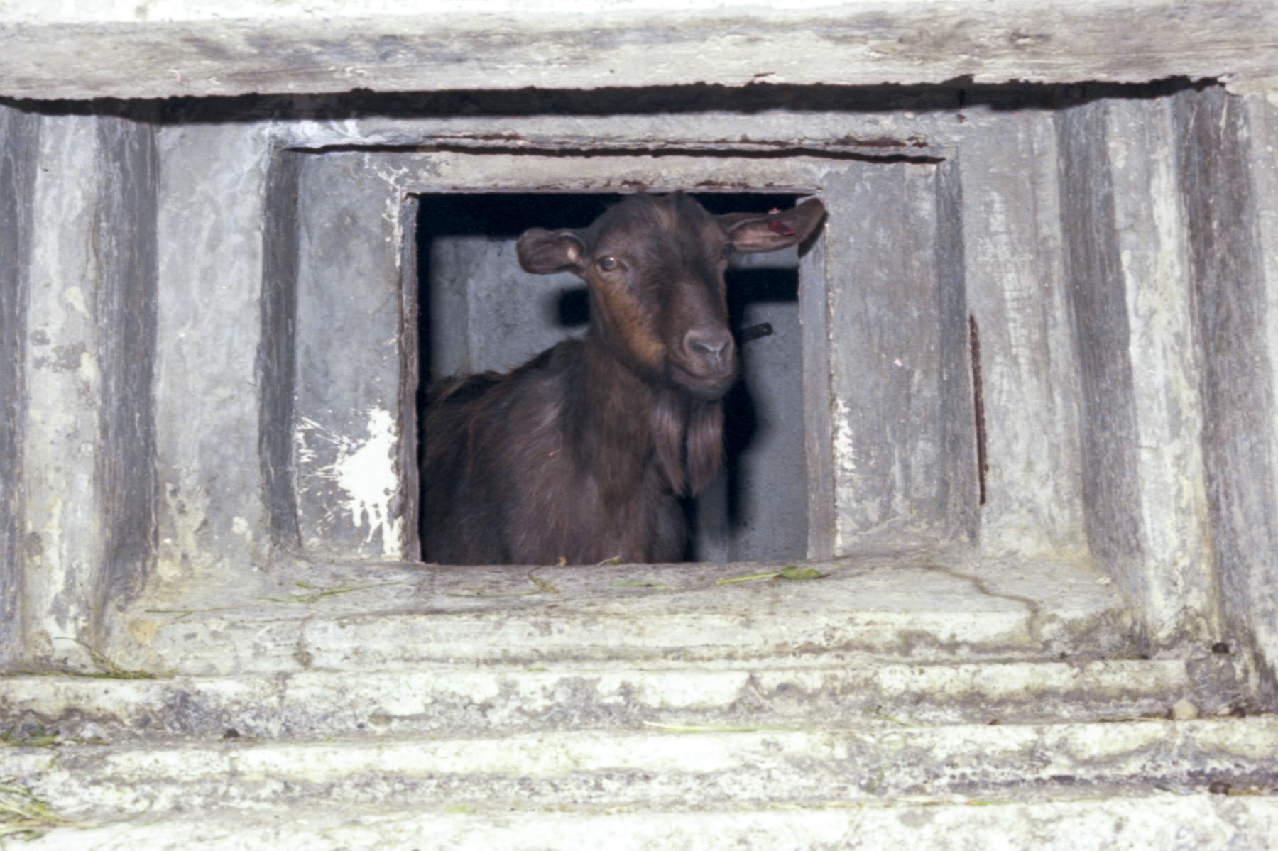 Ligne Maginot - CONCHETAS - CONQUET (OC) - (Ouvrage d'infanterie) - Bloc 6
Créneau et sa gardienne - Jean-Bernard Wahl