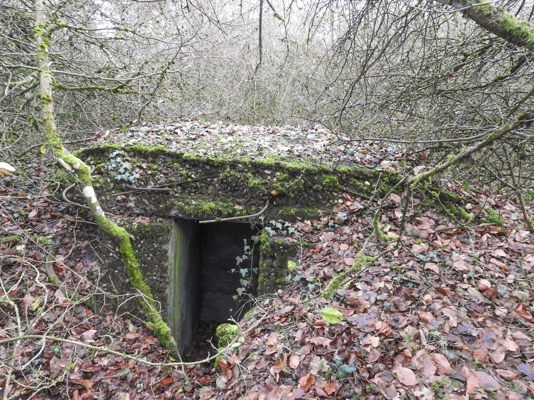 Ligne Maginot - BOIS DE KLANG NORD 2 - (Observatoire d'infanterie) - L'entrée de l'observatoire bétonné. - STENGER Mathieu