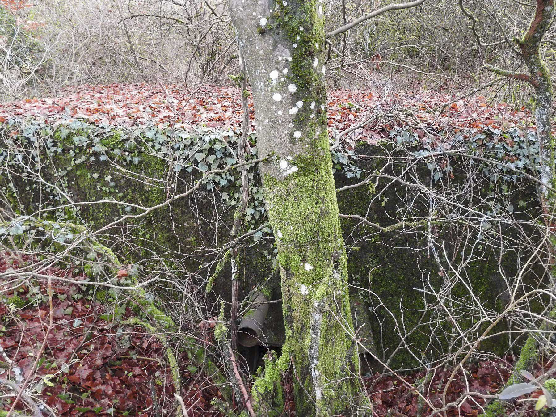 Ligne Maginot - BOIS DE KLANG NORD 3 - (Blockhaus pour arme infanterie) - L'entrée est en partie remblayée. - STENGER Mathieu