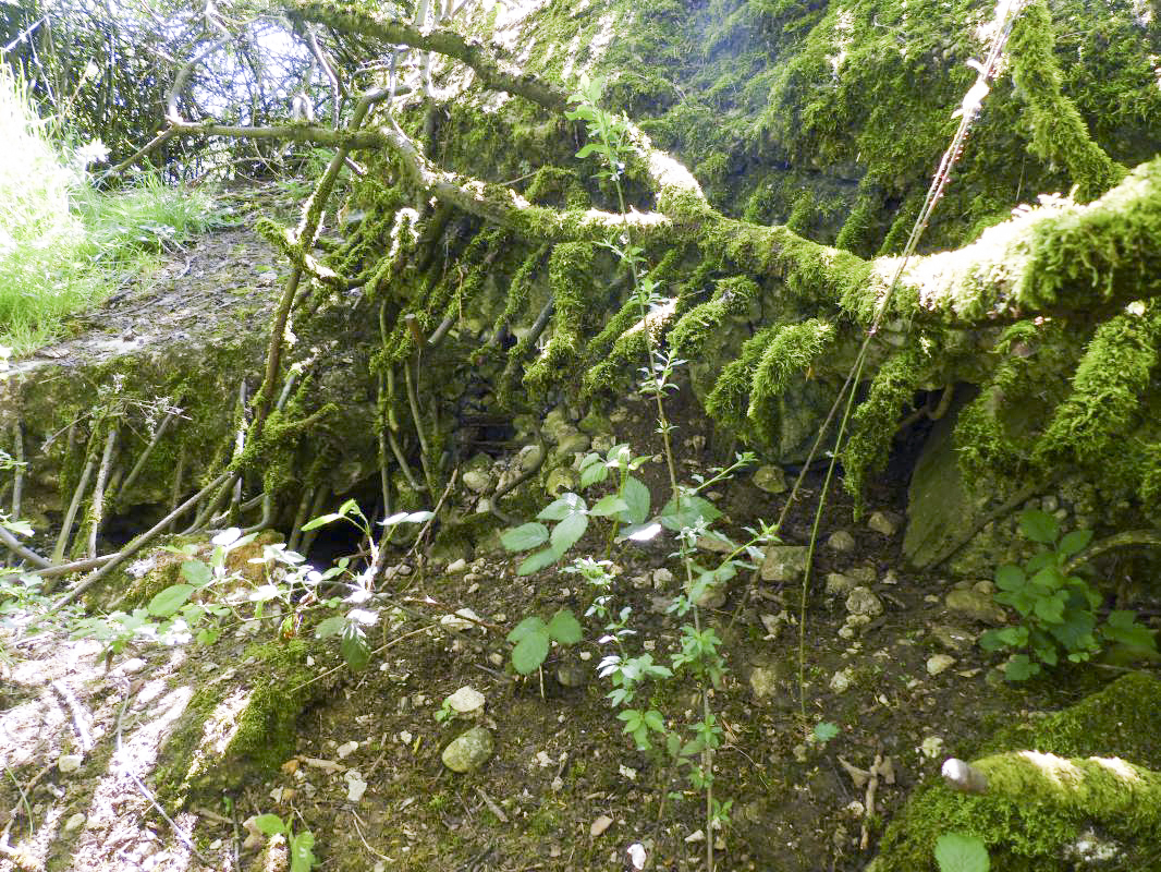 Ligne Maginot - U - BOIS SELLIER - (Blockhaus pour canon) - Vue rapprochée  - David HARMAND