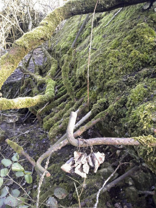 Ligne Maginot - U - BOIS SELLIER - (Blockhaus pour canon) - Fragment subsistant (flanc droit). - F-THOMASSIN