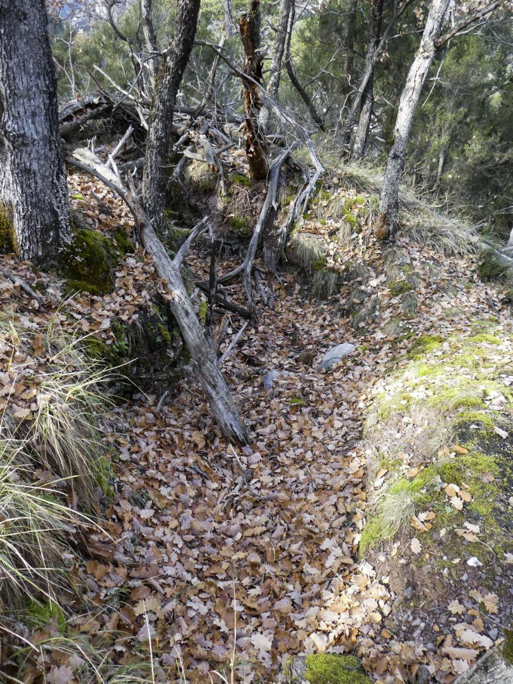 Ligne Maginot - O42 - LA COLETTA NORD - (Casemate d'infanterie - Simple) - Environnement
Tranchée observatoire sur le sommet de la colline. - ELLENA Daniel - CUNY Philippe