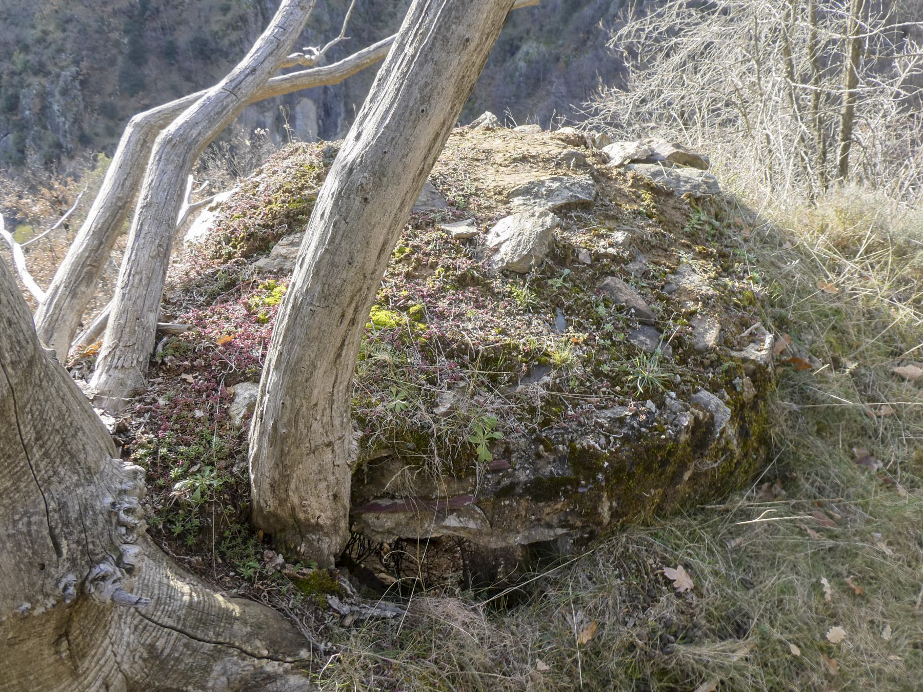 Ligne Maginot - LE COLLET 1 - (Blockhaus de type indéterminé) -  - ELLENA Daniel - CUNY Philippe