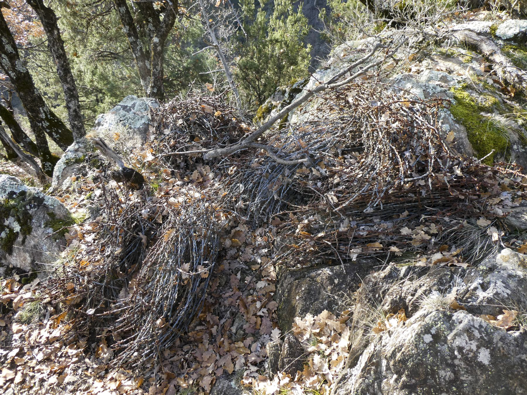 Ligne Maginot - LE COLLET 1 - (Blockhaus de type indéterminé) - Restes du réseau de barbelé qui obstruait les sentiers d'accès. - ELLENA Daniel - CUNY Philippe