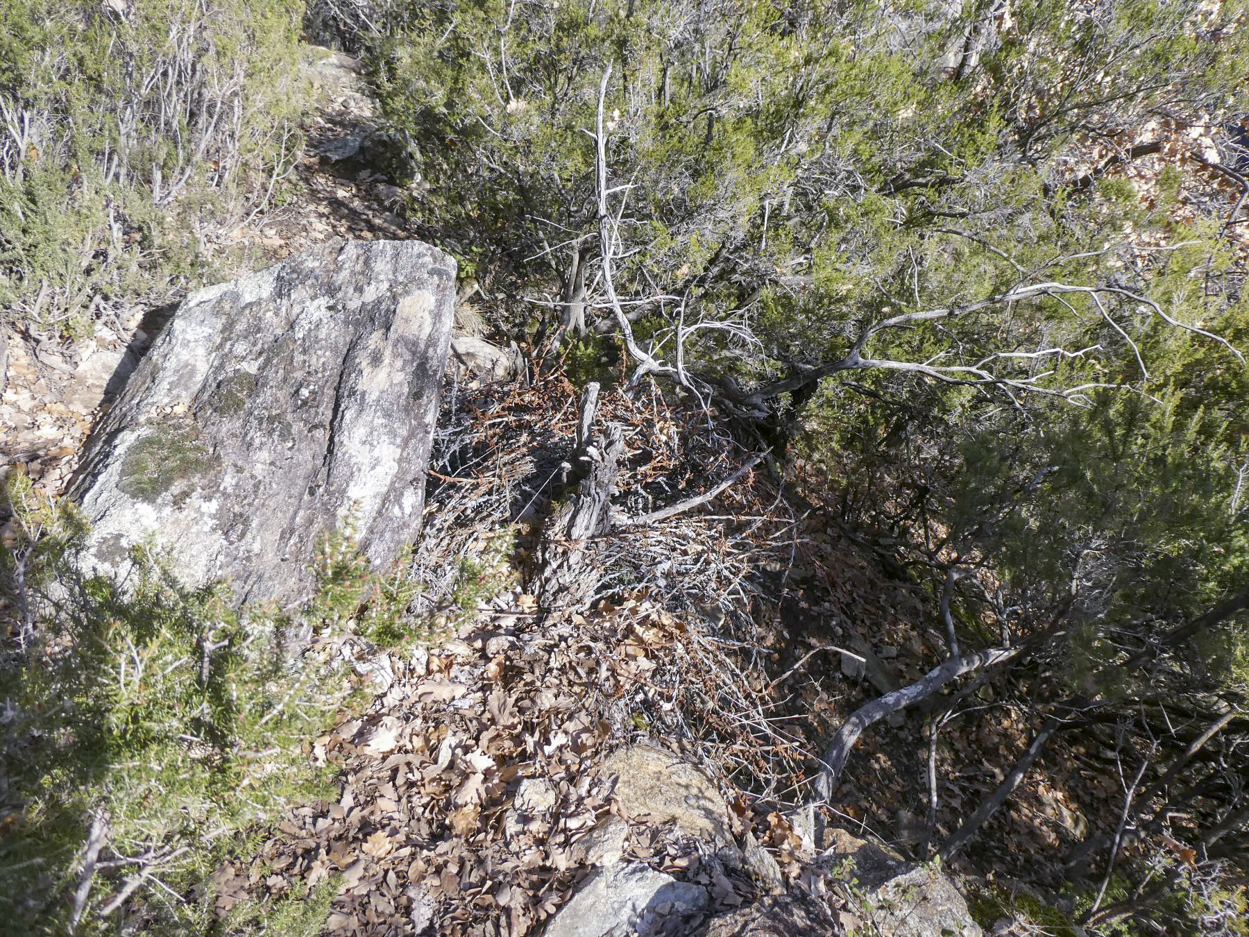 Ligne Maginot - LE COLLET 1 - (Blockhaus de type indéterminé) - Restes du réseau de barbelé qui obstruait les sentiers d'accès. - ELLENA Daniel - CUNY Philippe