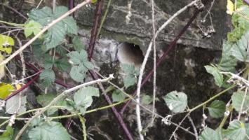 Ligne Maginot - B78TER - LA SERPE OUEST - (Blockhaus pour arme infanterie) - 