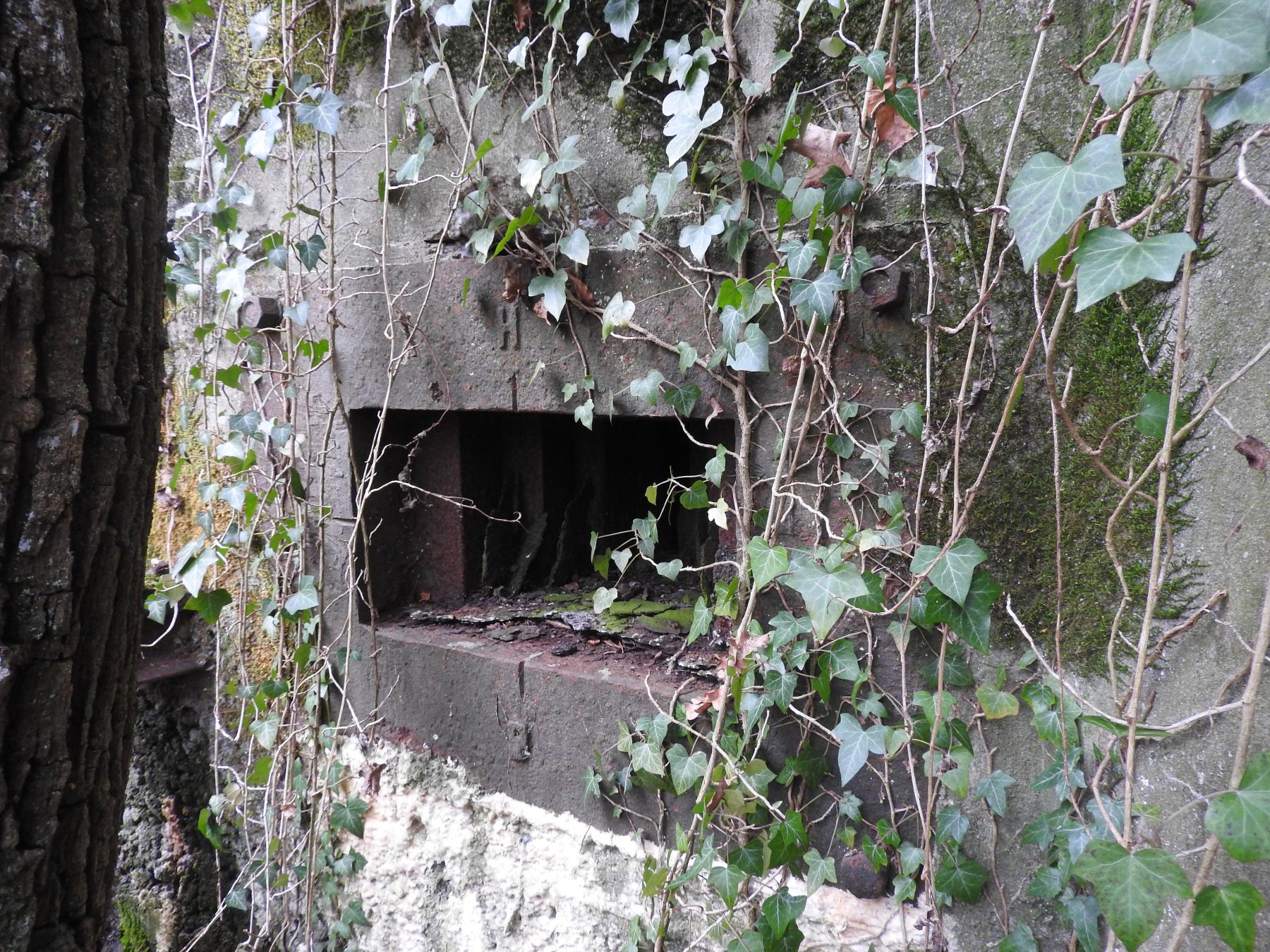 Ligne Maginot - BB337 - (Blockhaus pour arme infanterie) - L'embrasure pour mitrailleuse. Un arbre a poussé pile devant. - STENGER Mathieu