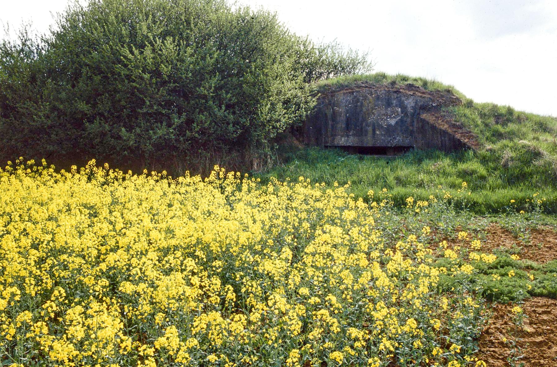Ligne Maginot - LES CHATS - (PC) -  - MANSUY Michel