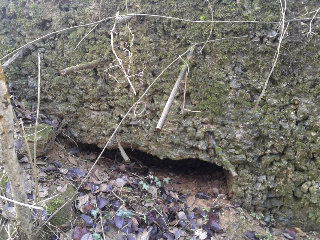 Ligne Maginot - O3 - CERNAY - (Observatoire d'infanterie) - Présence de fers à béton au dessus du créneau FM. Peut-être en prévision d'un coffrage ultérieur (visière ?).