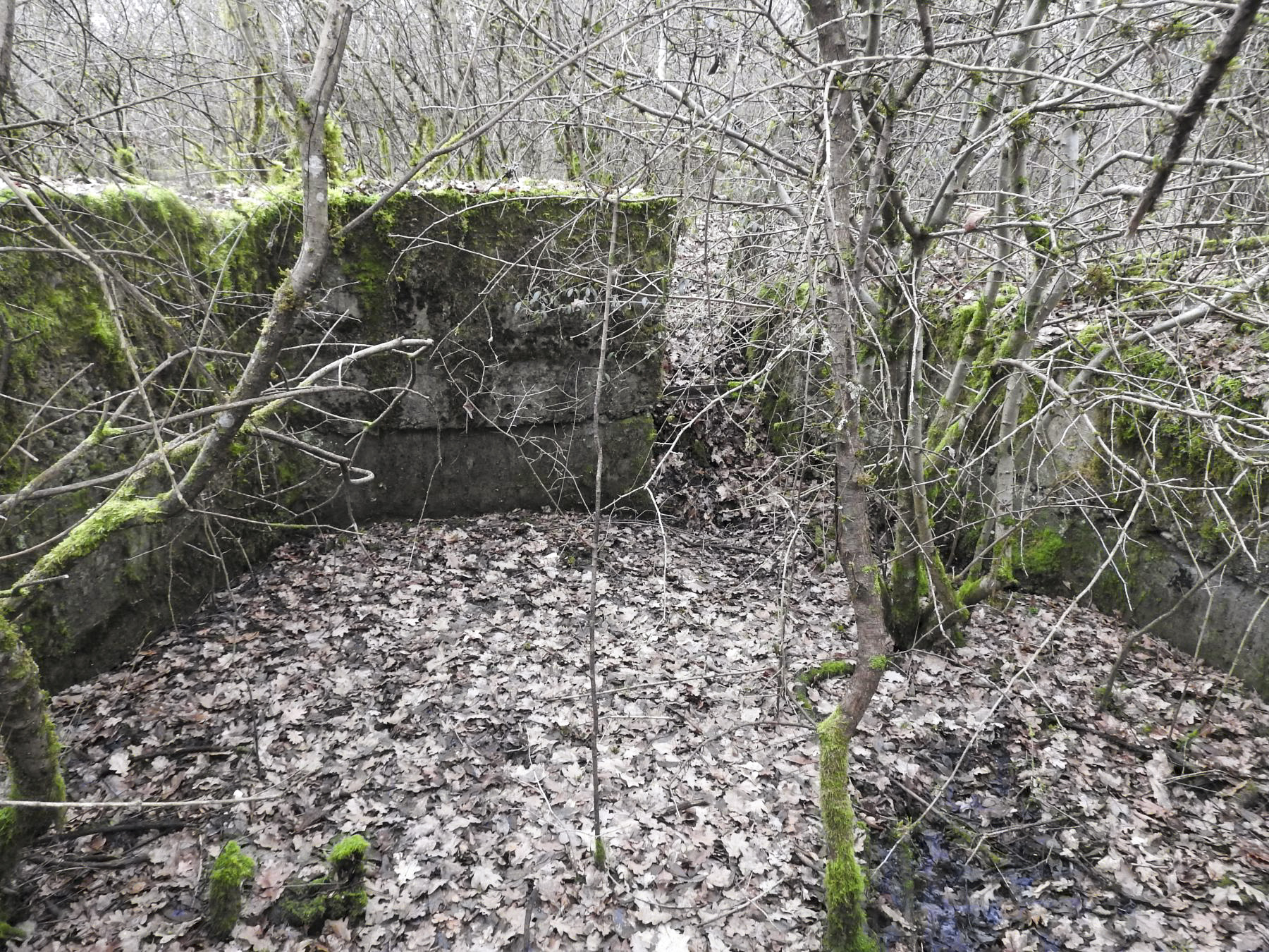 Ligne Maginot - SCHEIDE 2 - (Cuve pour canon) - La cuve est envahie par la végétation. - STENGER Mathieu