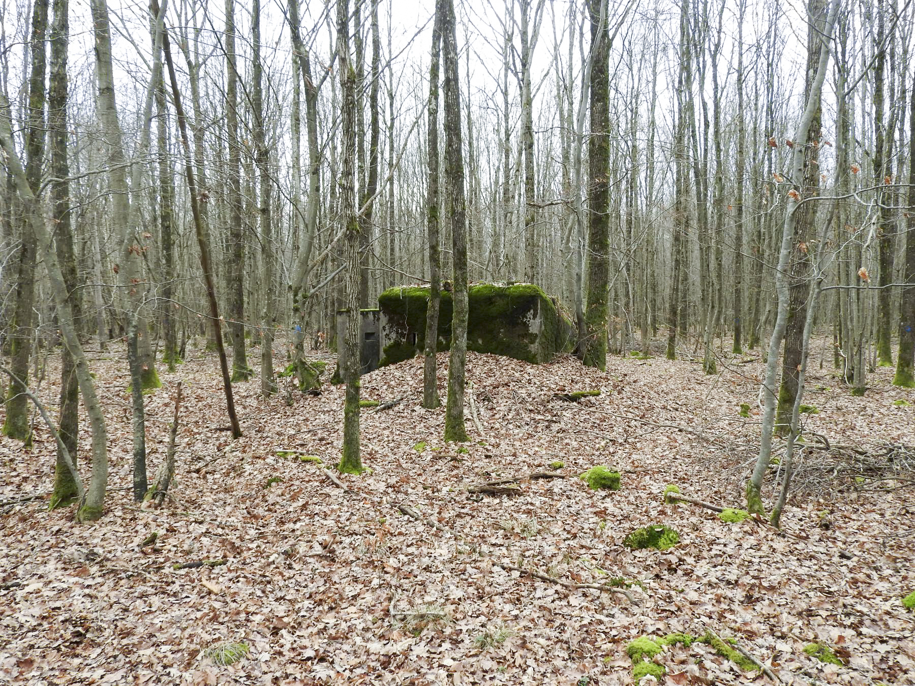 Ligne Maginot - SCHEIDWALD 9 - (Blockhaus pour arme infanterie) - Une vue d'ensemble - STENGER Mathieu