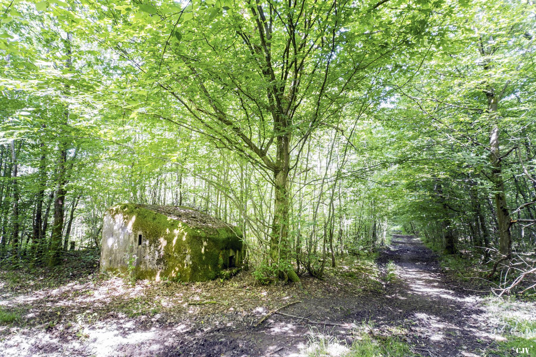 Ligne Maginot - SCHEIDWALD 1 - (Blockhaus pour arme infanterie) -       - Lia VERMEULEN