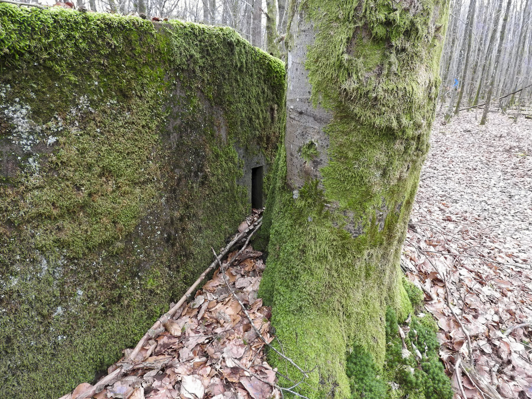 Ligne Maginot - SCHEIDWALD 3 - (Blockhaus pour arme infanterie) - Un arbre cache l'un des créneaux latéral. - STENGER Mathieu