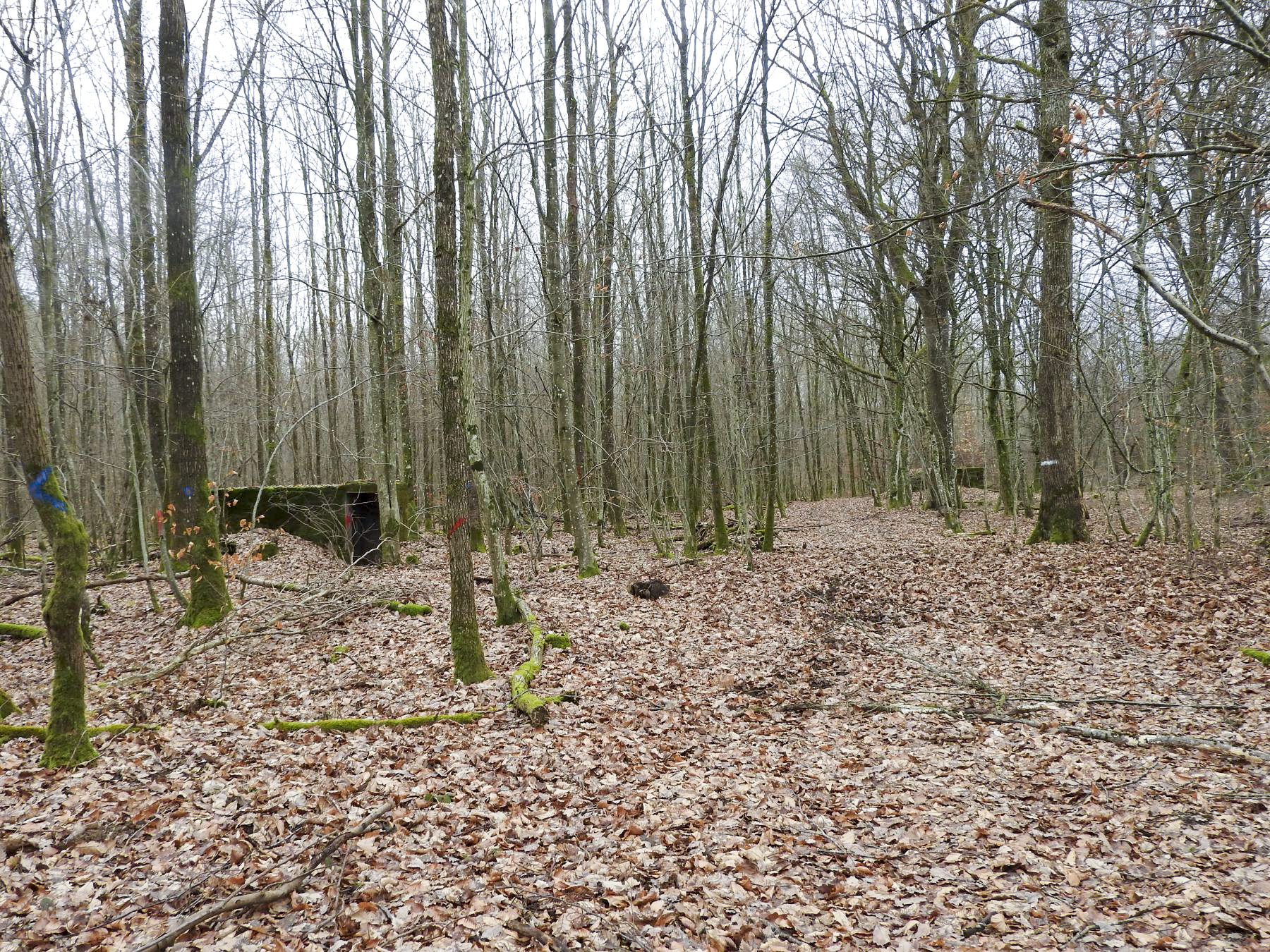 Ligne Maginot - SCHEIDWALD 4 - (Blockhaus pour arme infanterie) - Les blockhaus 4 (à gauche) et 3 (à droite). - STENGER Mathieu